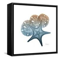Steel Hues Starfish and Sand Dollar-Albert Koetsier-Framed Stretched Canvas