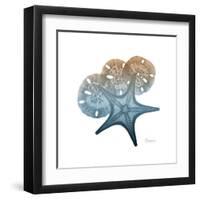 Steel Hues Starfish and Sand Dollar-Albert Koetsier-Framed Art Print