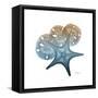 Steel Hues Starfish and Sand Dollar-Albert Koetsier-Framed Stretched Canvas