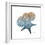 Steel Hues Starfish and Sand Dollar-Albert Koetsier-Framed Art Print