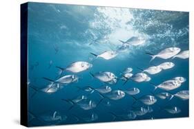 Steel Pompano School-Michele Westmorland-Stretched Canvas