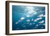 Steel Pompano School-Michele Westmorland-Framed Photographic Print