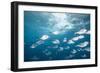 Steel Pompano School-Michele Westmorland-Framed Photographic Print