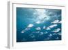 Steel Pompano School-Michele Westmorland-Framed Photographic Print