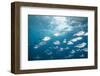 Steel Pompano School-Michele Westmorland-Framed Photographic Print