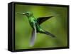 Steely-Vented Hummingbird in Flight-Paul Souders-Framed Stretched Canvas