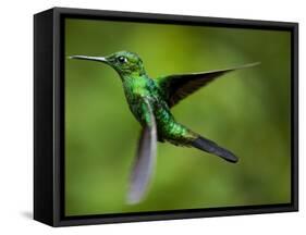 Steely-Vented Hummingbird in Flight-Paul Souders-Framed Stretched Canvas