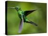 Steely-Vented Hummingbird in Flight-Paul Souders-Stretched Canvas