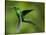 Steely-Vented Hummingbird in Flight-Paul Souders-Stretched Canvas
