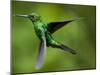 Steely-Vented Hummingbird in Flight-Paul Souders-Mounted Premium Photographic Print