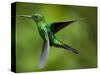 Steely-Vented Hummingbird in Flight-Paul Souders-Stretched Canvas