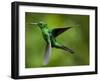 Steely-Vented Hummingbird in Flight-Paul Souders-Framed Photographic Print