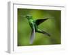 Steely-Vented Hummingbird in Flight-Paul Souders-Framed Photographic Print