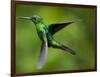 Steely-Vented Hummingbird in Flight-Paul Souders-Framed Photographic Print