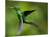 Steely-Vented Hummingbird in Flight-Paul Souders-Mounted Photographic Print