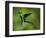 Steely-Vented Hummingbird in Flight-Paul Souders-Framed Photographic Print