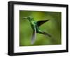 Steely-Vented Hummingbird in Flight-Paul Souders-Framed Photographic Print