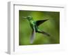 Steely-Vented Hummingbird in Flight-Paul Souders-Framed Photographic Print