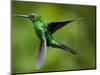 Steely-Vented Hummingbird in Flight-Paul Souders-Mounted Photographic Print