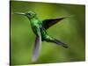 Steely-Vented Hummingbird in Flight-Paul Souders-Stretched Canvas