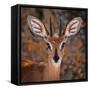 Steenbok, One of the Smallest Antelope in the World-Mathilde Guillemot-Framed Stretched Canvas