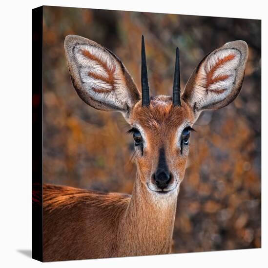 Steenbok, One of the Smallest Antelope in the World-Mathilde Guillemot-Stretched Canvas