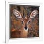 Steenbok, One of the Smallest Antelope in the World-Mathilde Guillemot-Framed Photographic Print