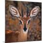 Steenbok, One of the Smallest Antelope in the World-Mathilde Guillemot-Mounted Photographic Print