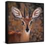 Steenbok, One of the Smallest Antelope in the World-Mathilde Guillemot-Framed Stretched Canvas