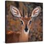 Steenbok, One of the Smallest Antelope in the World-Mathilde Guillemot-Stretched Canvas