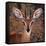 Steenbok, One of the Smallest Antelope in the World-Mathilde Guillemot-Framed Stretched Canvas