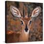 Steenbok, One of the Smallest Antelope in the World-Mathilde Guillemot-Stretched Canvas