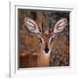 Steenbok, One of the Smallest Antelope in the World-Mathilde Guillemot-Framed Photographic Print