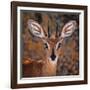 Steenbok, One of the Smallest Antelope in the World-Mathilde Guillemot-Framed Photographic Print