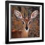 Steenbok, One of the Smallest Antelope in the World-Mathilde Guillemot-Framed Photographic Print