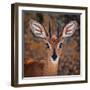 Steenbok, One of the Smallest Antelope in the World-Mathilde Guillemot-Framed Photographic Print