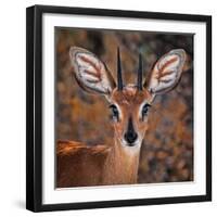 Steenbok, One of the Smallest Antelope in the World-Mathilde Guillemot-Framed Photographic Print