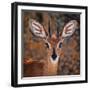 Steenbok, One of the Smallest Antelope in the World-Mathilde Guillemot-Framed Photographic Print