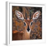 Steenbok, One of the Smallest Antelope in the World-Mathilde Guillemot-Framed Photographic Print