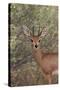 Steenbok (Raphicerus Campestris) Buck-James Hager-Stretched Canvas