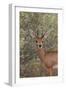 Steenbok (Raphicerus Campestris) Buck-James Hager-Framed Photographic Print