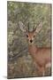 Steenbok (Raphicerus Campestris) Buck-James Hager-Mounted Photographic Print