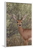 Steenbok (Raphicerus Campestris) Buck-James Hager-Framed Photographic Print