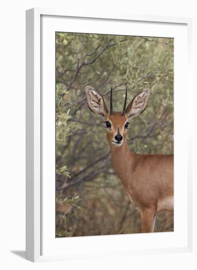 Steenbok (Raphicerus Campestris) Buck-James Hager-Framed Photographic Print