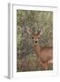 Steenbok (Raphicerus Campestris) Buck-James Hager-Framed Photographic Print