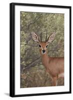 Steenbok (Raphicerus Campestris) Buck-James Hager-Framed Photographic Print