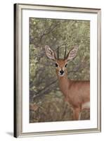 Steenbok (Raphicerus Campestris) Buck-James Hager-Framed Photographic Print