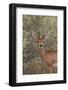 Steenbok (Raphicerus Campestris) Buck-James Hager-Framed Photographic Print