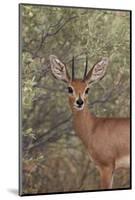 Steenbok (Raphicerus Campestris) Buck-James Hager-Mounted Photographic Print