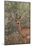 Steenbok (Raphicerus Campestris) Buck-James Hager-Mounted Photographic Print